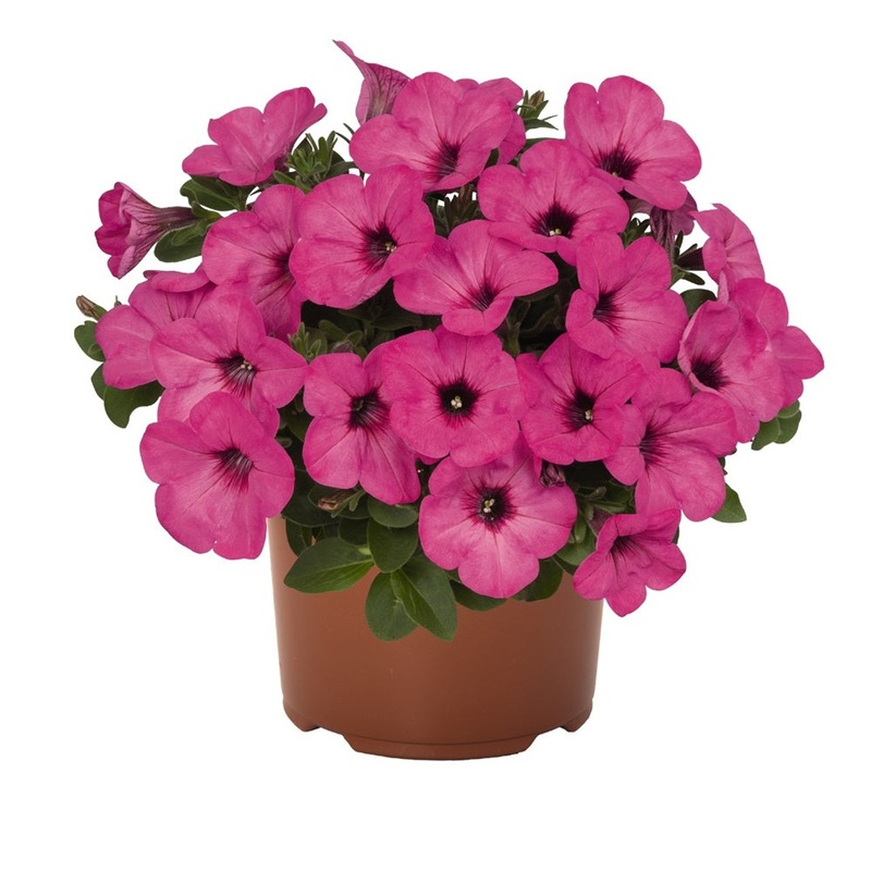 Petunia 1L Pinkalicious
