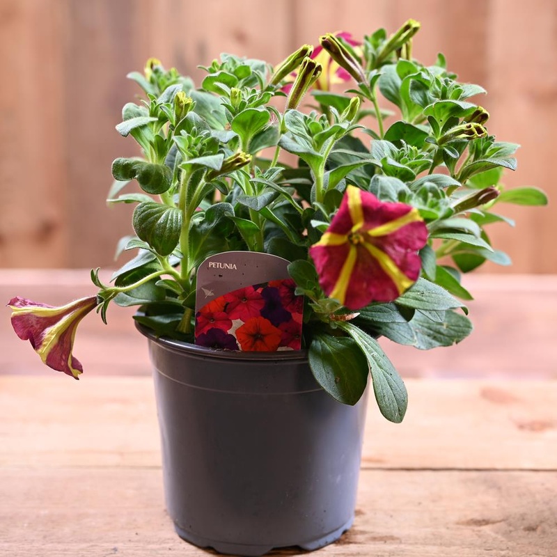 Petunia 1L Queen Of Hearts