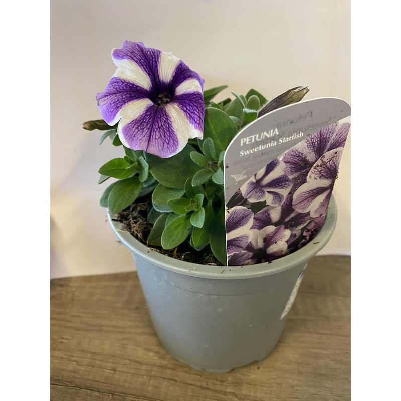 Petunia 1L Starfish