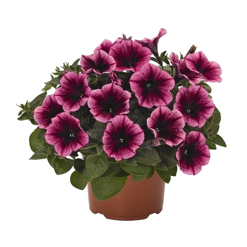 Petunia 1L Sweetunia Burgundy Gem
