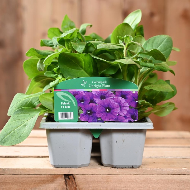 Petunia Blue 6 Pack