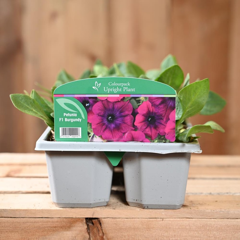 Petunia Burgundy 6 Pack