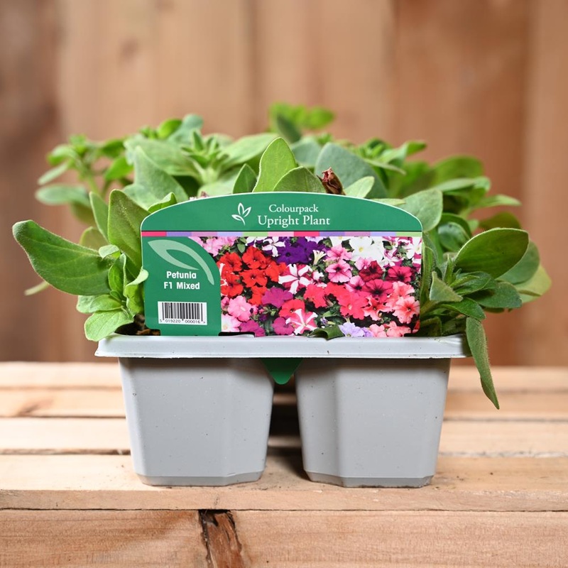 Petunia Mixed 6 Pack