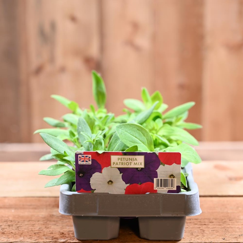 Petunia Patriot Mix 6 Pack