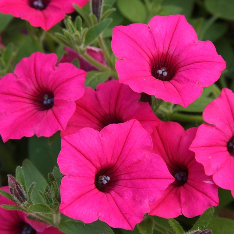 Petunia Pink 6 Pack