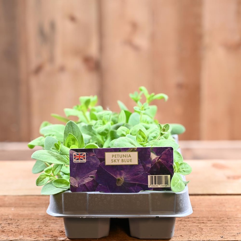 Petunia Sky Blue 6 Pack