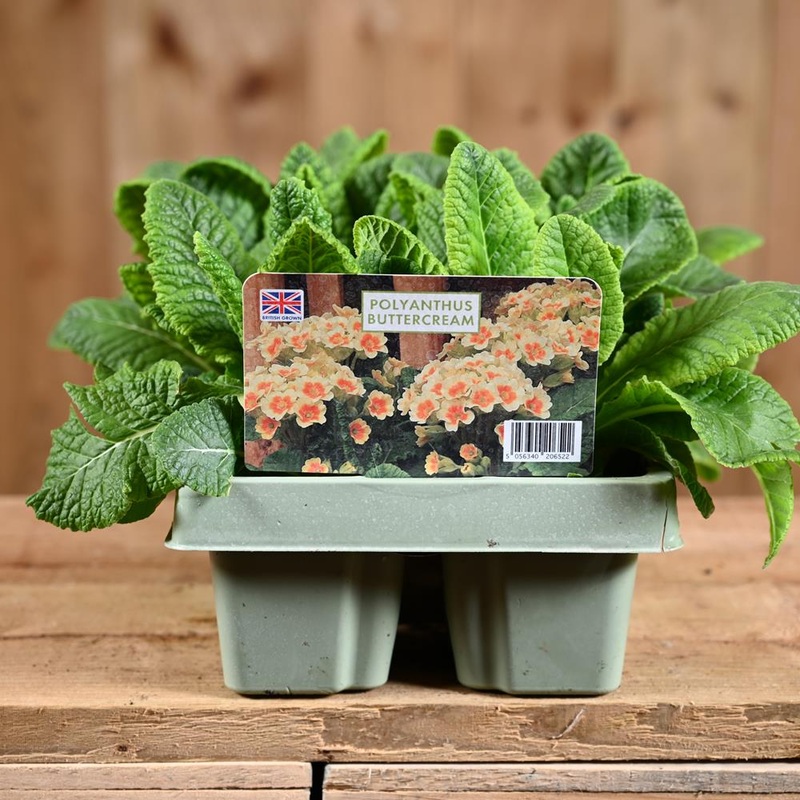 Polyanthus Buttercream Jumbo 6 Primula