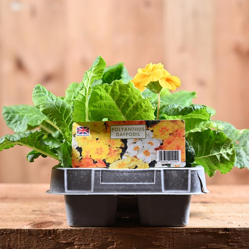 Polyanthus Daffodil 6 Pack Primula