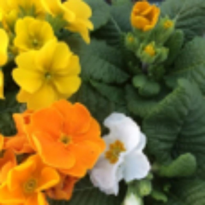 Polyanthus Daffodil Jumbo 6 Primula