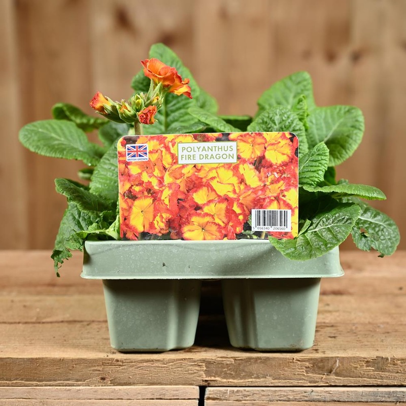 Polyanthus Fire Dragon Jumbo 6 Primula