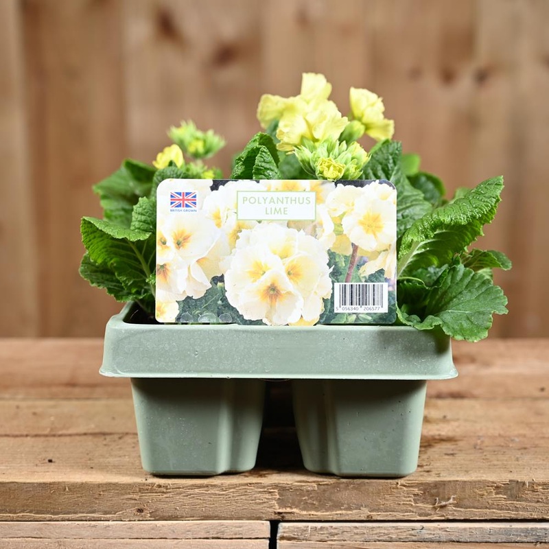 Polyanthus Lime Jumbo 6 Primula
