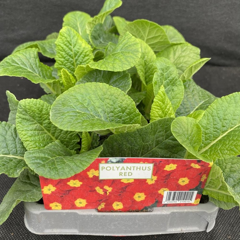 Polyanthus Red 6 Pack Primula