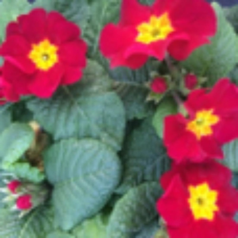 Polyanthus Red Jumbo 6 Primula