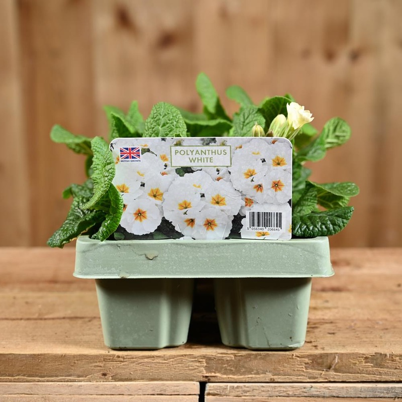 Polyanthus White Jumbo 6 Primula