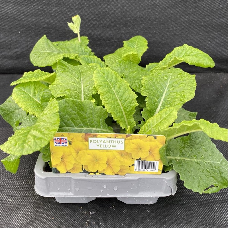 Polyanthus Yellow 6 Pack Primula