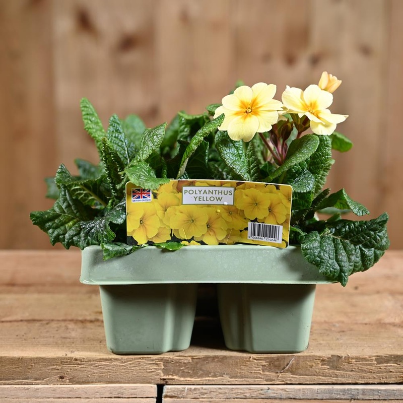 Polyanthus Yellow Jumbo 6 Primula