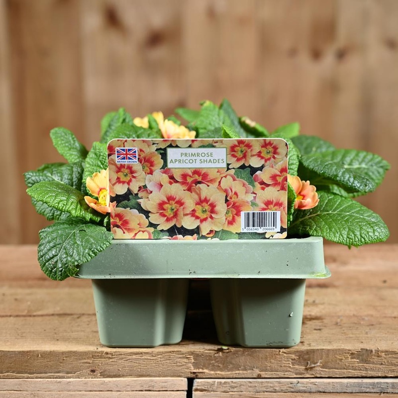 Primrose Apricot Shades Jumbo 6 Primula