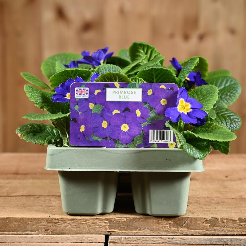 Primrose Blue Jumbo 6 Primula