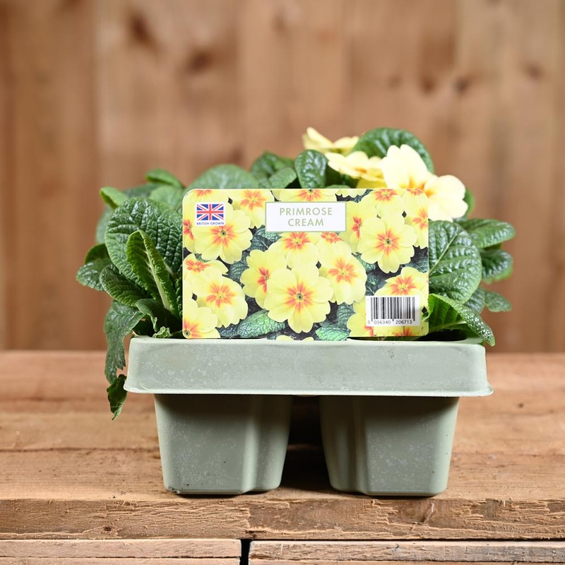Primrose Cream Jumbo 6 Primula