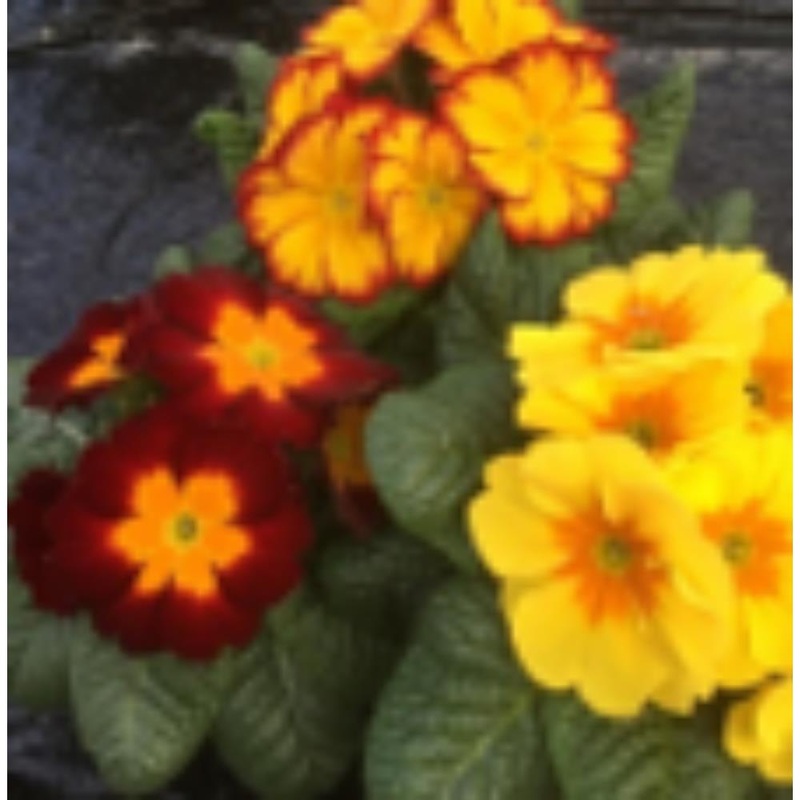 Primrose Fandango Jumbo 6 Primula