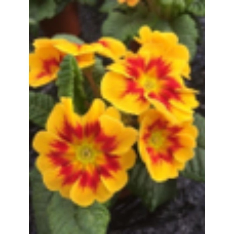 Primrose Marietta Jumbo 6 Primula
