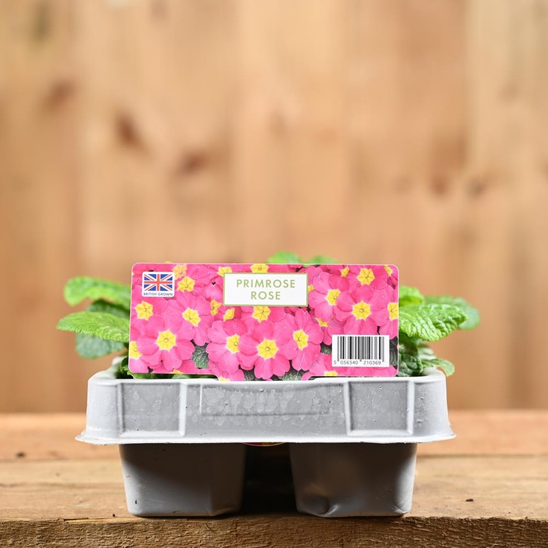 Primrose Rose 6 Pack Primula