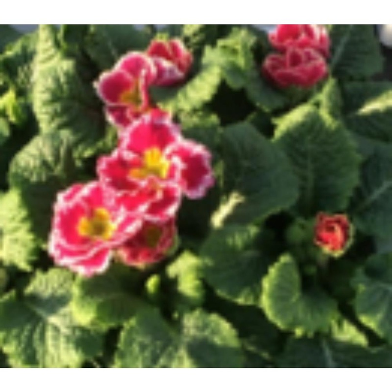 Primrose Sparkly Pink Jumbo 6 Primula