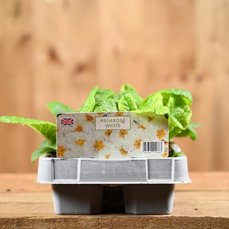 Primrose White 6 Pack Primula