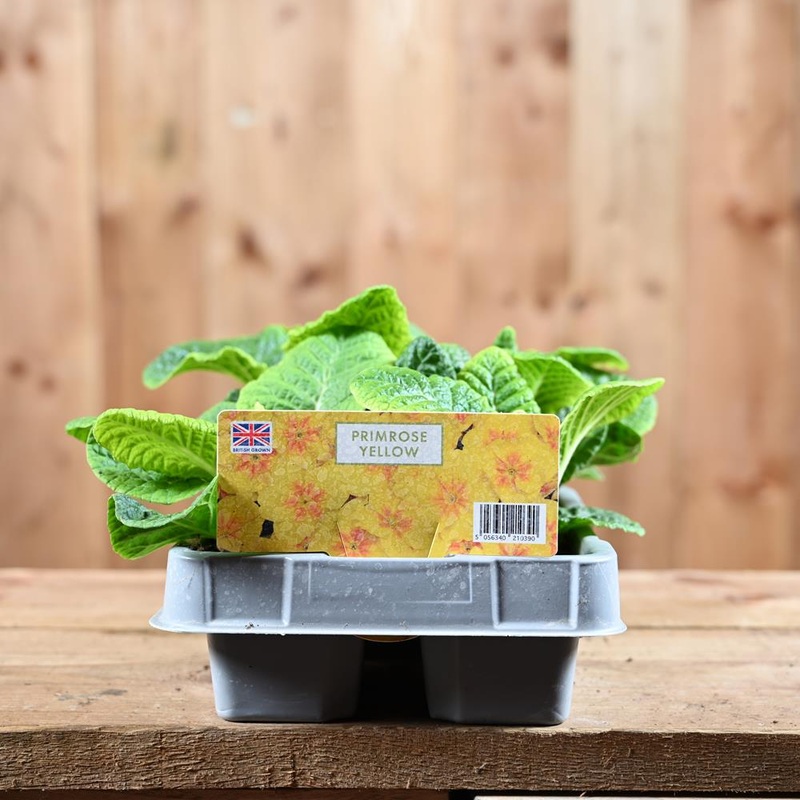 Primrose Yellow 6 Pack Primula