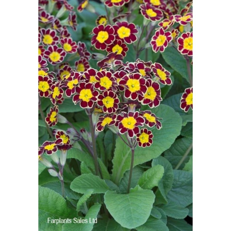 Primula Red Lace 1L