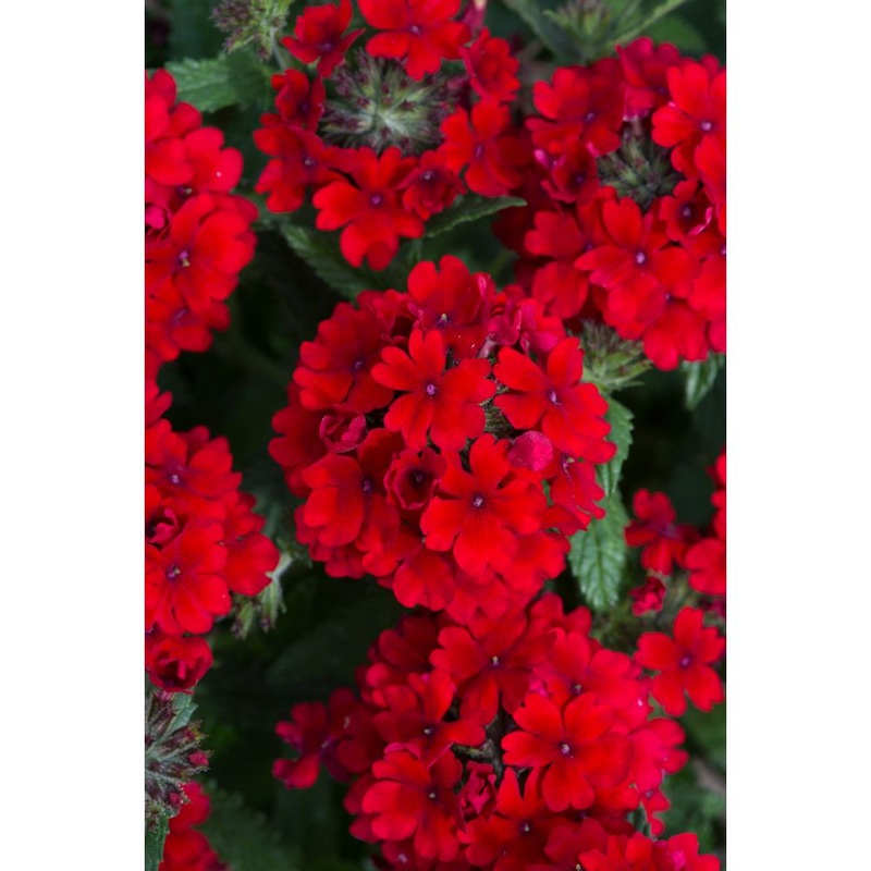 Verbena Scarlet 6 Pack