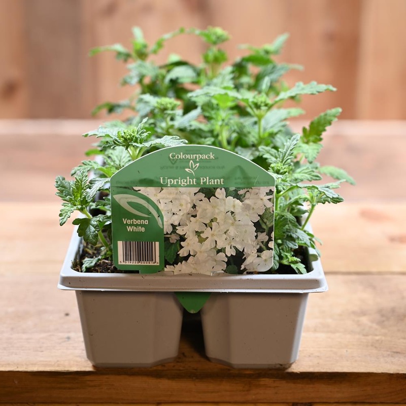Verbena White 6 Pack