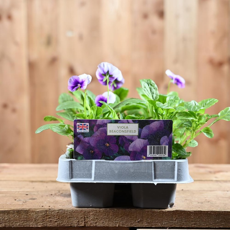 Viola Beaconsfield 6 Pack