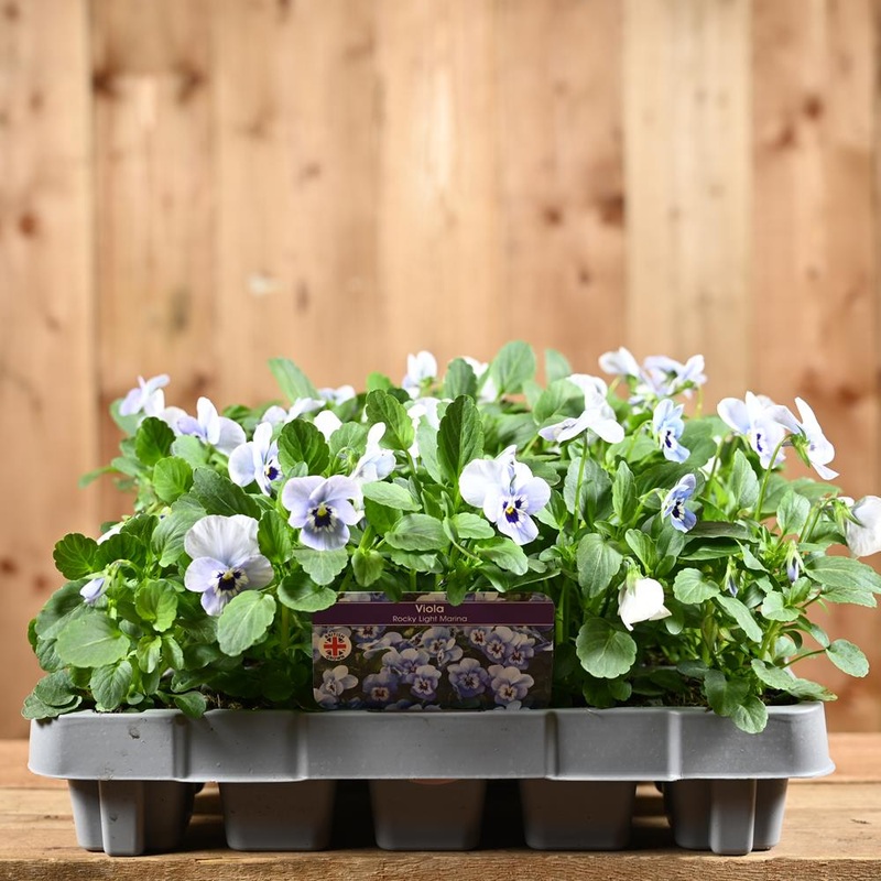 Viola Rocky Light Marina 20 Pack