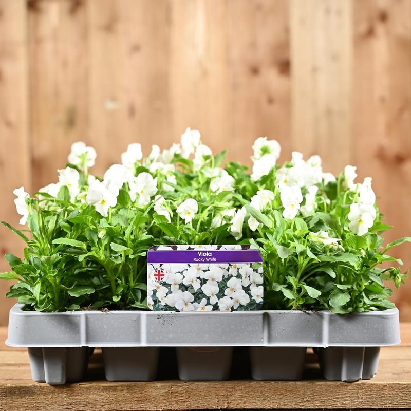 Viola Rocky White 20 Pack