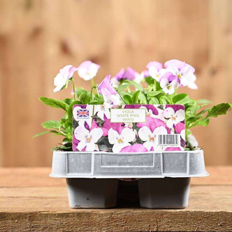 Viola White Pink Wing 6 Pack