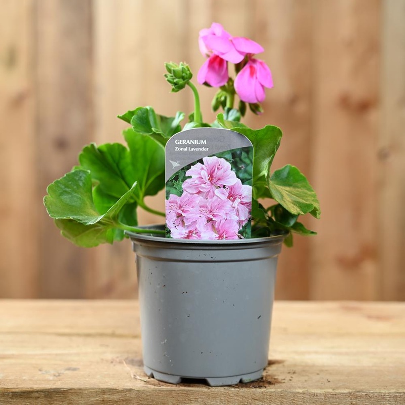 Zonal Geranium 10.5cm Lavender