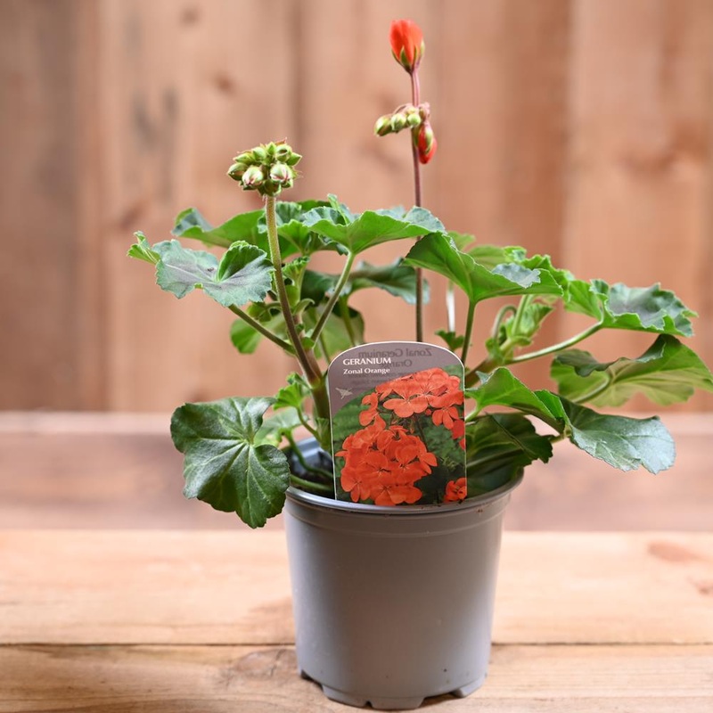 Zonal Geranium 10.5cm Orange