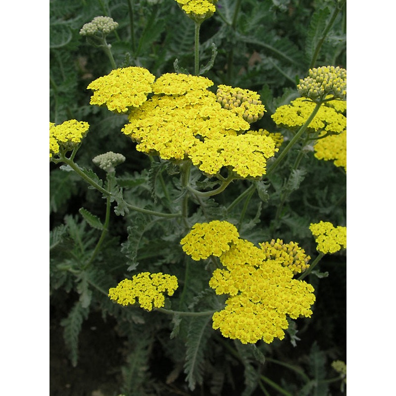 Achillea millefolium –Moonshine Yarrow–