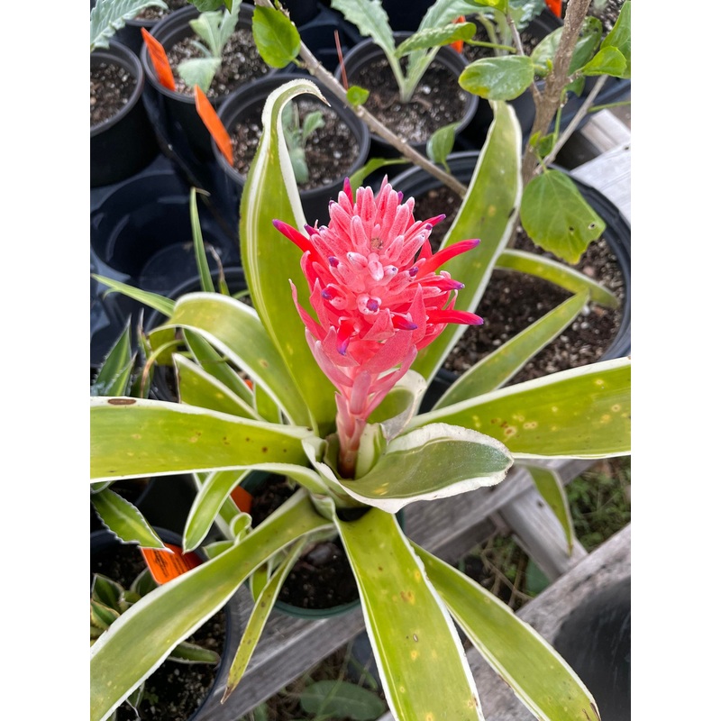 Aechmea caudata albo-marginata –Variegated Bromeliad–