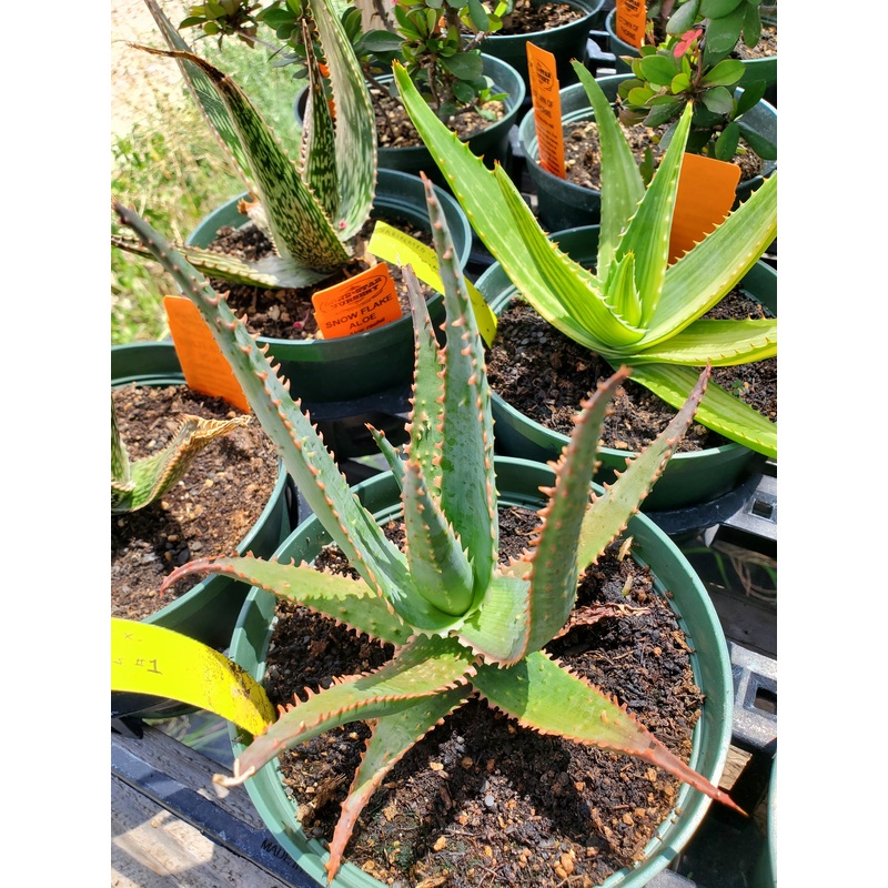 Aloe ‘Jim’s Hybrid’|4″ round pot