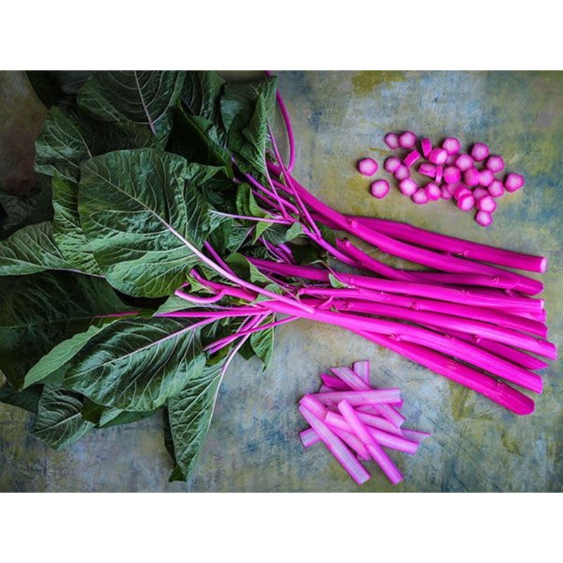 AMARANTH ‘Pink Beauty’|4″ square pot