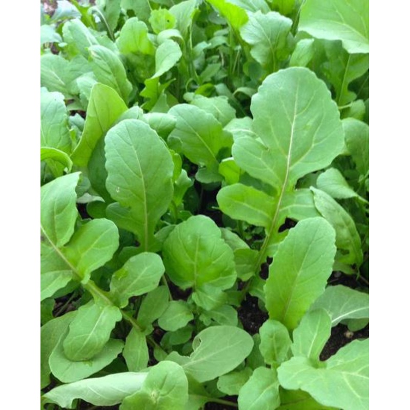 ARUGULA ‘Dentellata’ –Eruca vesicaria–