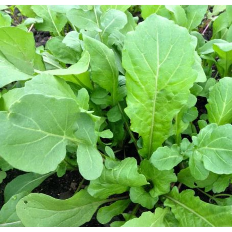 ARUGULA ‘Ortolani’ –Eruca vesicaria–