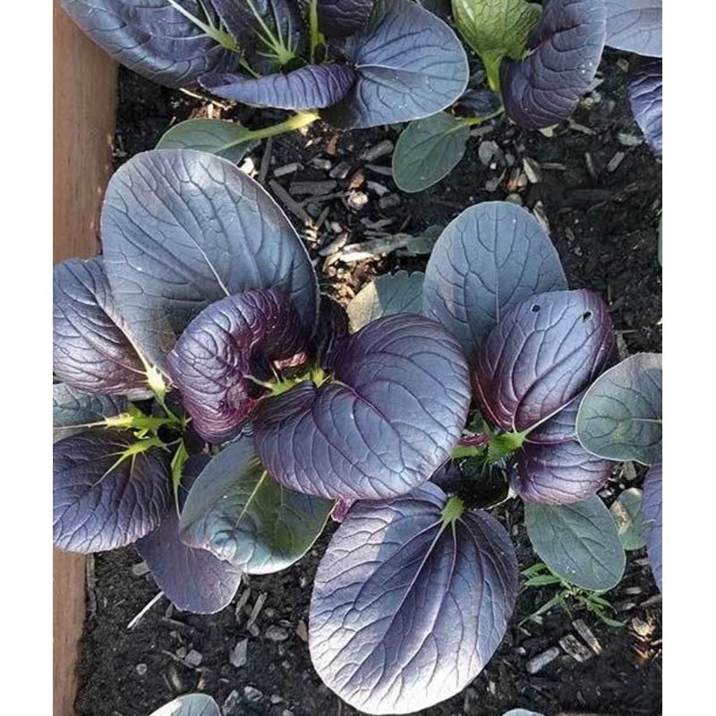ASIAN GREENS ‘Tasty Pagoda Purple Pak Choi’
