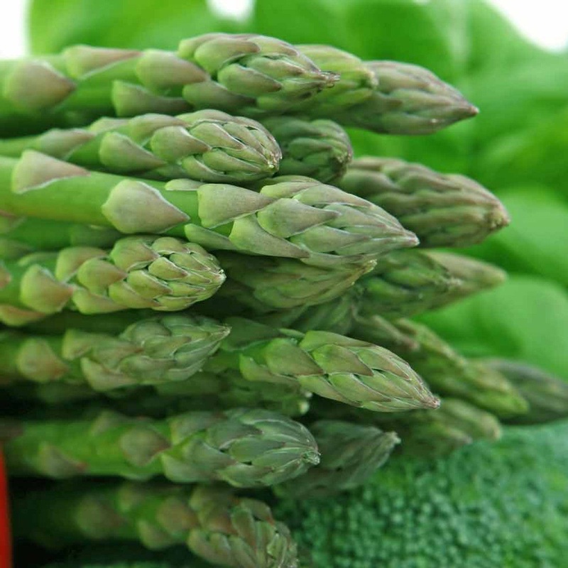 ASPARAGUS ‘UC 72’ –Asparagus officinalis–