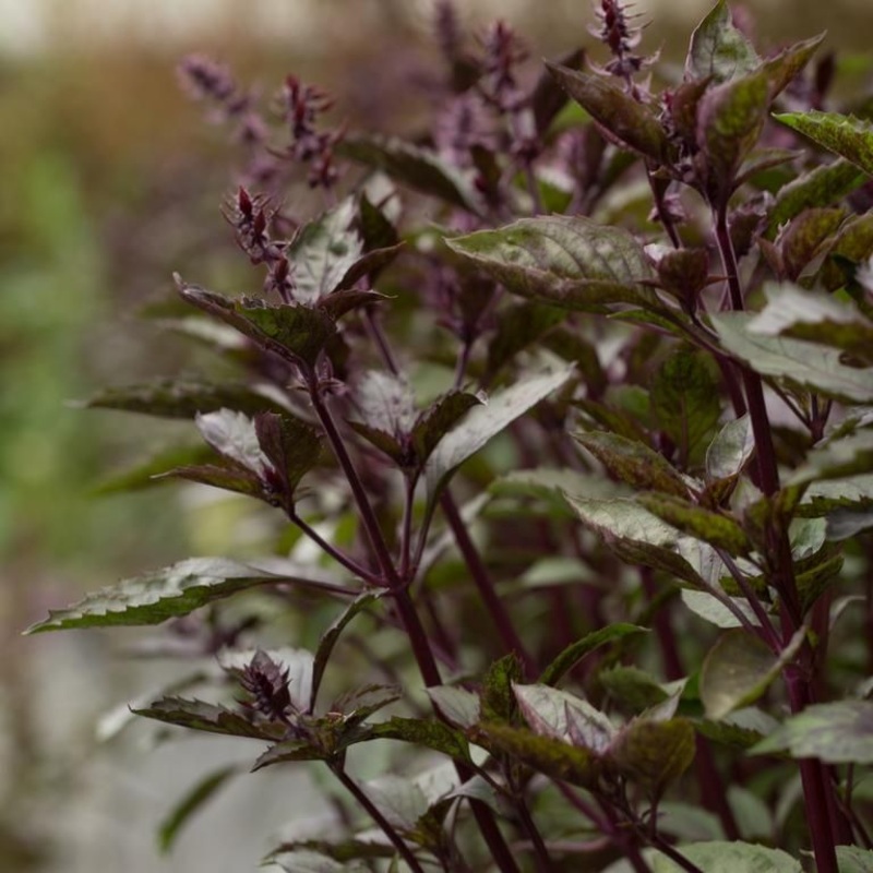 BASIL ‘Aromatto’ –Ocimum basilicum–