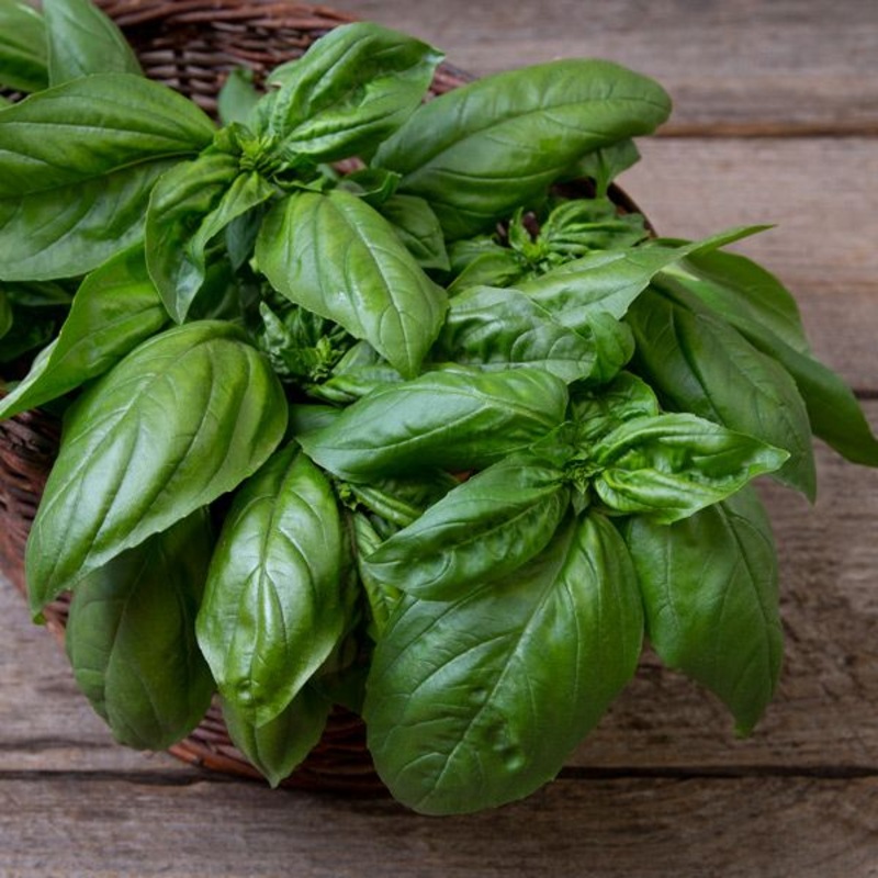 BASIL ‘Gustoso’ –Ocimum basilicum–
