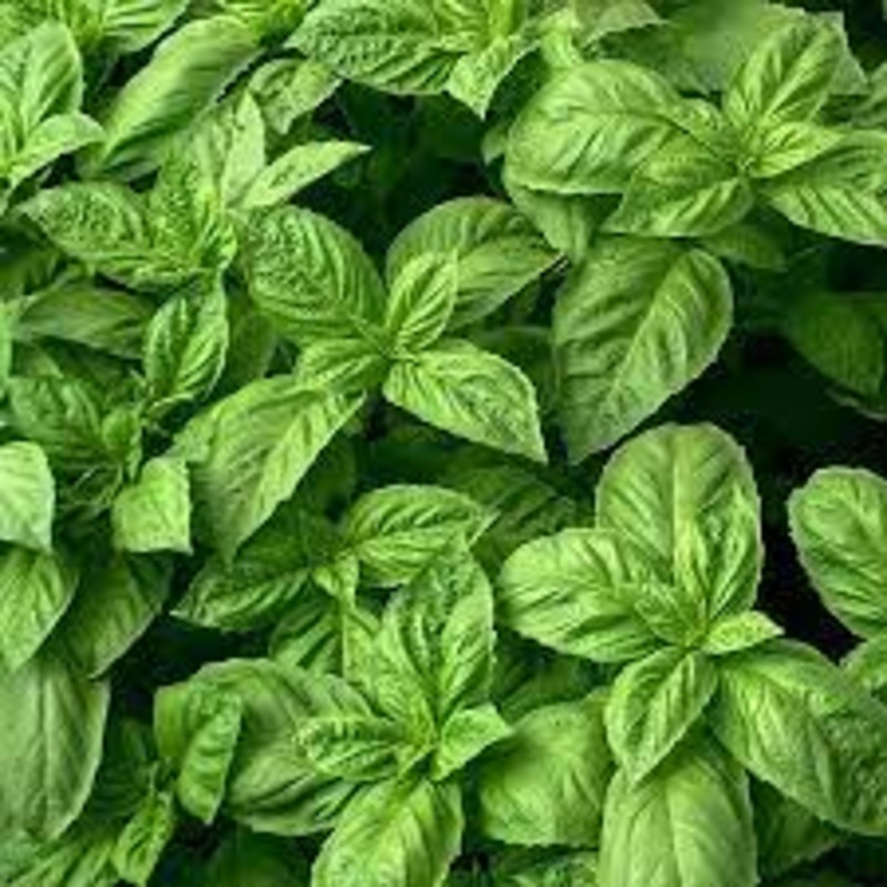 BASIL ‘Nufar’ –Ocimum basilicum–