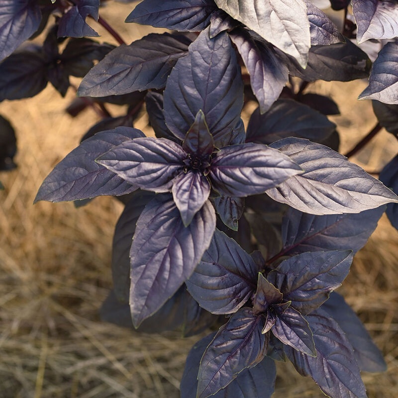 BASIL ‘Prospera Red’ –Ocimum basilicum–